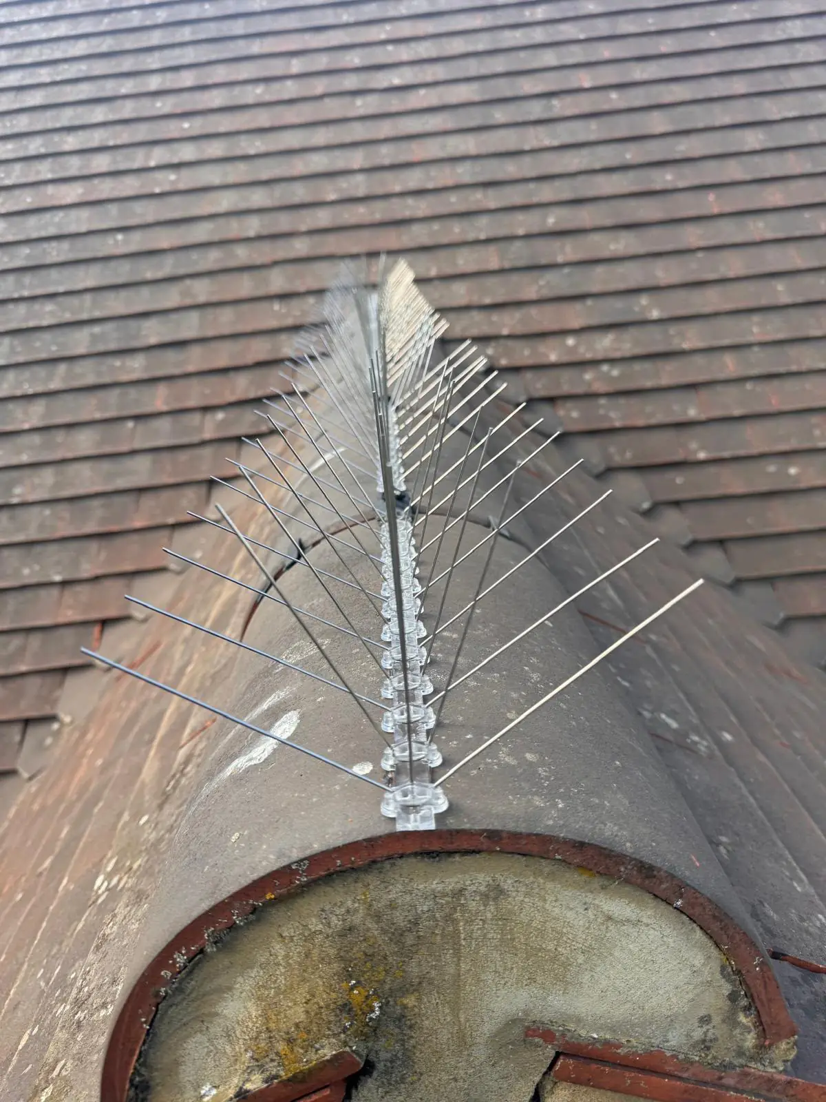 Bird proofing by Geyserclean in Milton Keynes, completed work